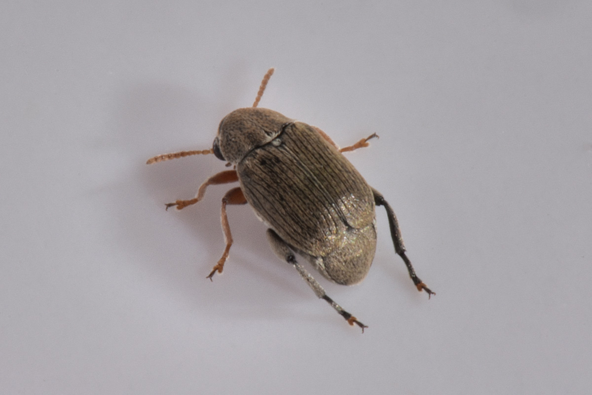 Chrysomelidae Bruchinae da id.:  Bruchidius cfr. terrenus